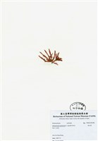 藏品(旋花藻)的圖片